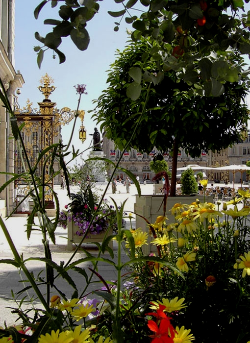 Rue Stanislas en fleurs.jpg - Place Stanislas en fleurs